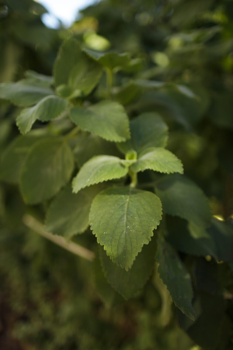 _e2a0769